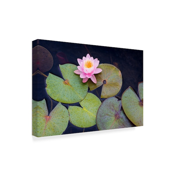 Michael Blanchette Photography 'Pink Water Lily' Canvas Art,22x32
